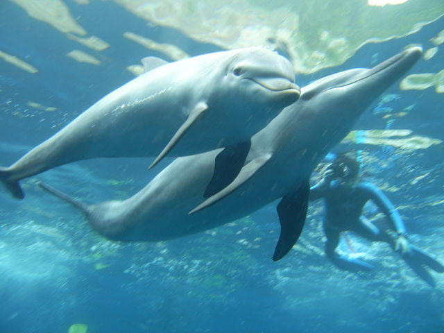 Peace Dolphin(ピースドルフィン)