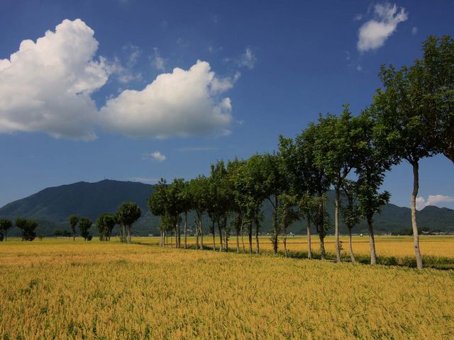 夏井のはざ木_岩室温泉観光協会