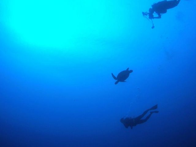 ウミガメとだって泳げちゃう。_沖縄恩納村ダイビングベース コロニー