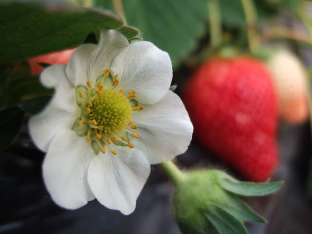 いちごのお花も可愛いです_どまんなか田沼観光農園