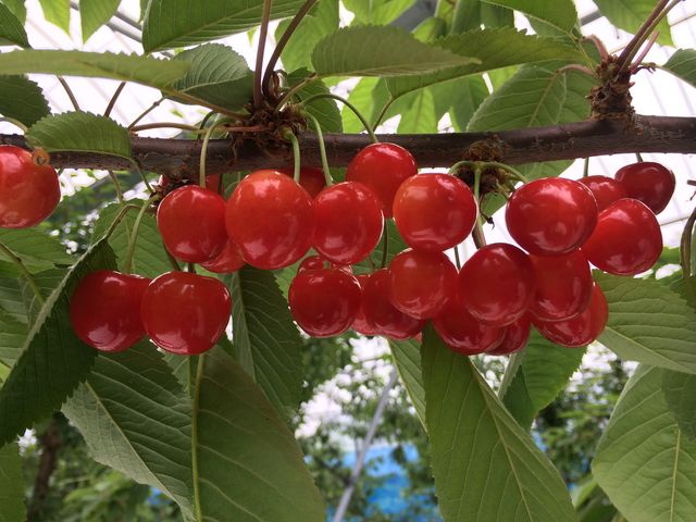 マルカりんご園