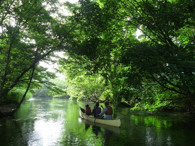 釧路川源流 緑のトンネル_リバー&フィールド