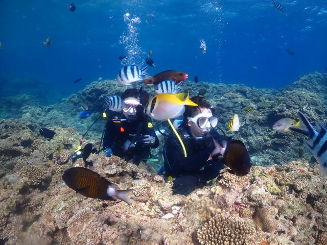 たくさんの魚がお出迎え。_ダイブロック