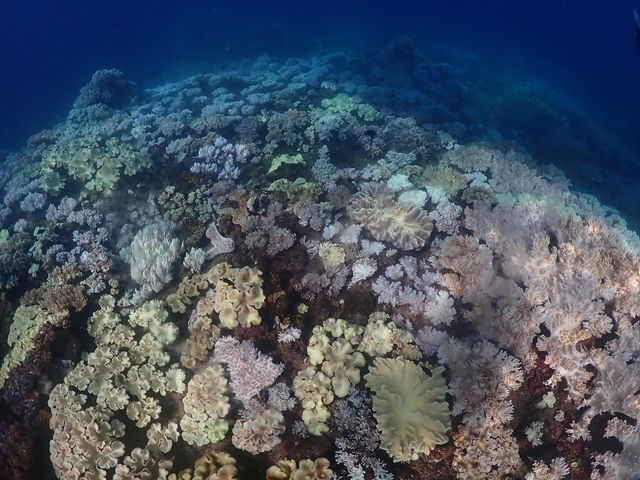 北谷の海でしか見られないサンゴのお花畑_ダイブロック