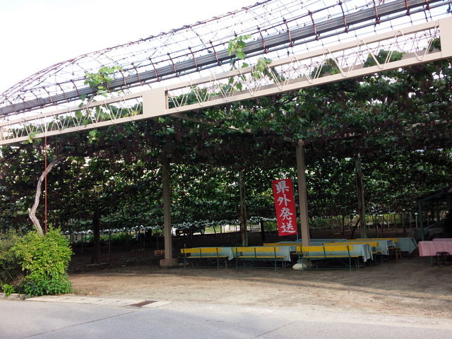 石和温泉・春日居ぶどう狩り_ぶどう狩りの東昇園(とうしょうえん)