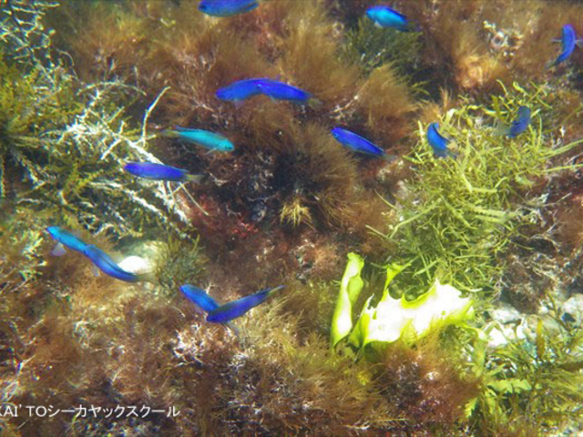 そこには、ソラスズメダイ、カゴカキダイ等々カラフルな魚たちが出迎えます。_KAI’TOシーカヤックスクール