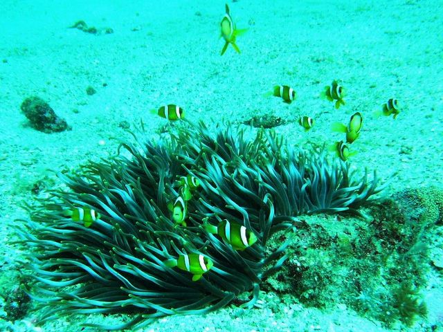 天草の東シナ海は温暖な海です。クマノミなどは頻繁に見かけます_天草マリンスポーツ体験センター