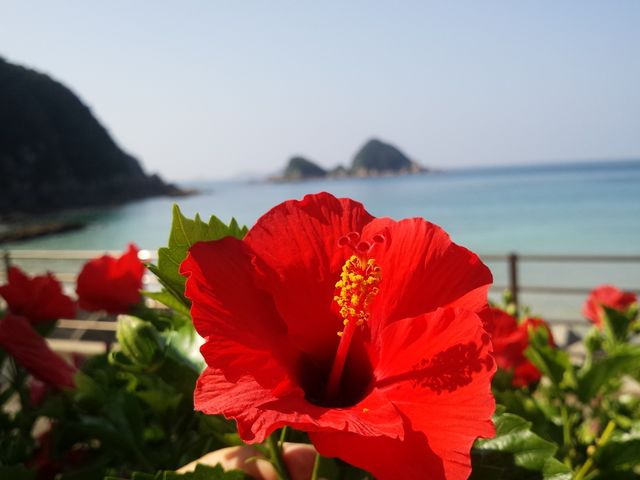 海の青とハイビスカス_天草マリンスポーツ体験センター