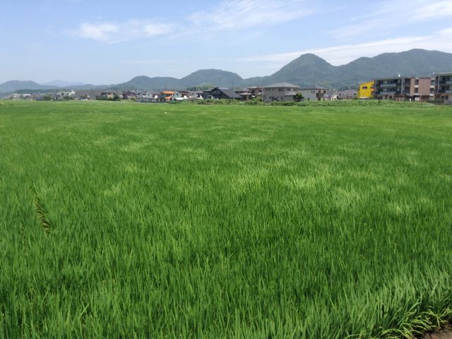 皆で「風の形」を探しましょう。_ホースプラン