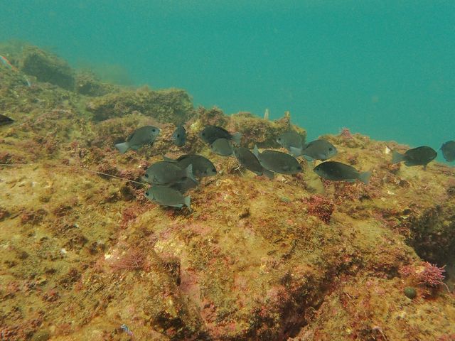 魚を近くで見られる!_ダイビングスクール サンマーレ