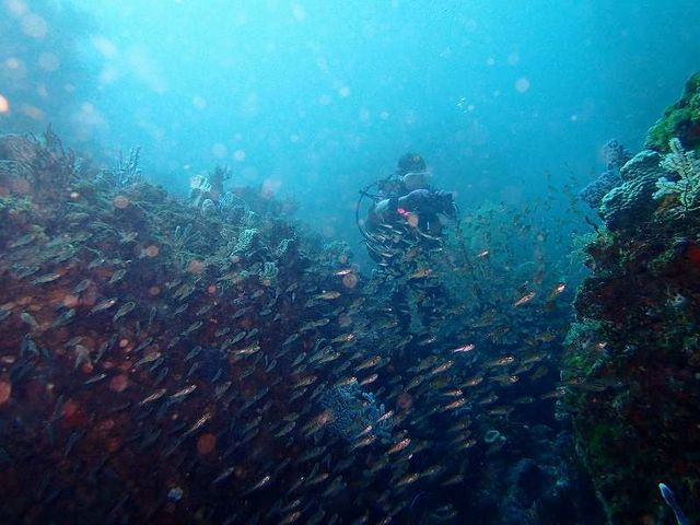 魚に囲まれて_ダイビングショップMIU