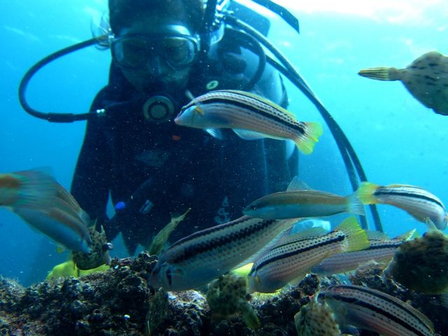 お魚多い!!_Dive Resort T-style