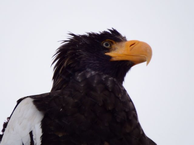 根室ネイチャーセンター