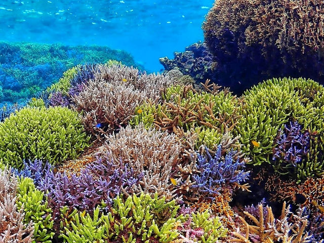 カラフルなサンゴ礁を見る事が出来ます!_大神島マリンクラブ