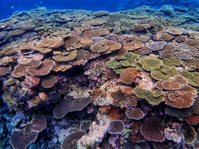 大神島の近海はとても穏やかです。優しい波の揺らめきは、心も体もリラックスさせてくれます。都会の喧騒から離れて、極上の癒しを是非体験してみて下さい。_大神島マリンクラブ