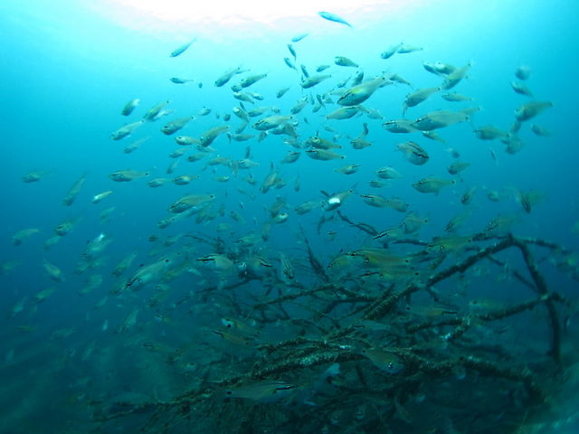 真鶴の魚!_だいびんぐしょっぷ海家