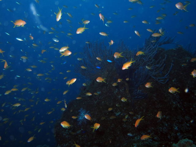 真鶴の魚!!_だいびんぐしょっぷ海家