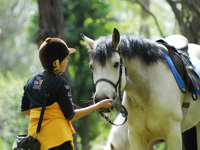 馬とのふれあい_ライディングクラブウインズ