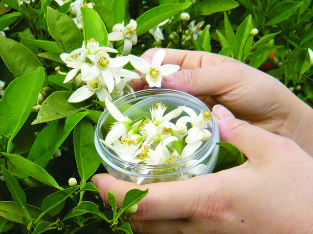 みかんの花摘み体験(季節限定)_収穫体験農園 ふたつぼり