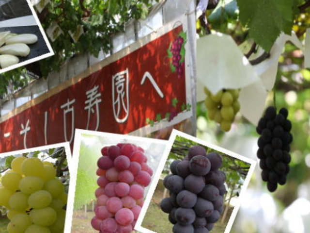 ぶどう狩りとお食事の古寿園_お食事とぶどう狩り 古寿園(コジュエン)
