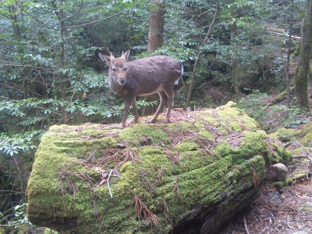 屋久島トレッキングガイドこだま