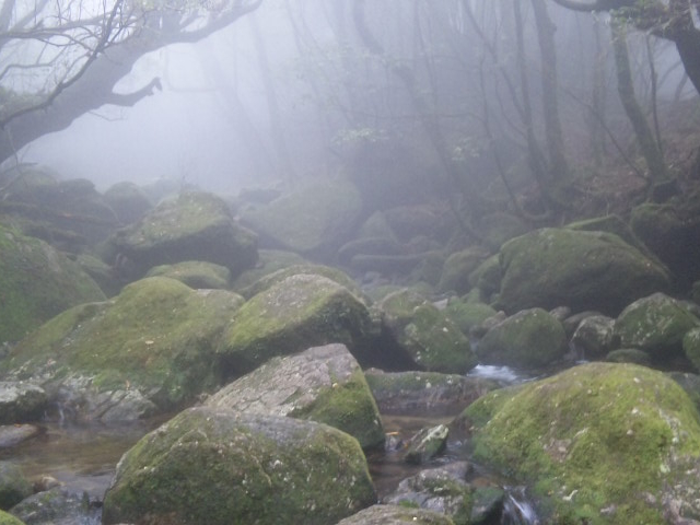 屋久島トレッキングガイドこだま