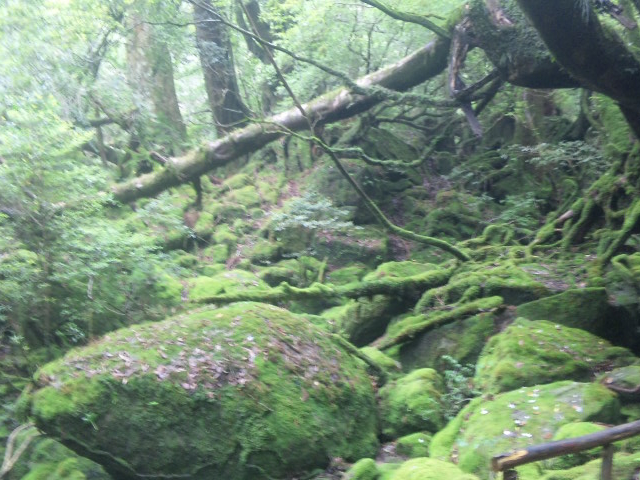 屋久島トレッキングガイドこだま