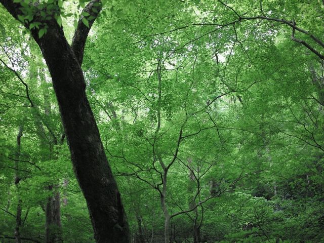 GO YAKUSHIMA