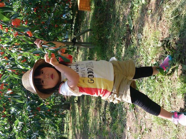 槙農園 観光さくらんぼもぎとり園