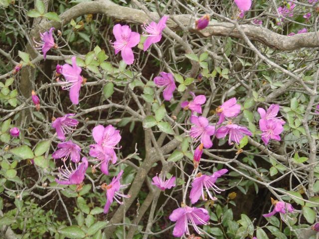 高隈山系アケボノツツジ5月)_アウトドアショップキャメル