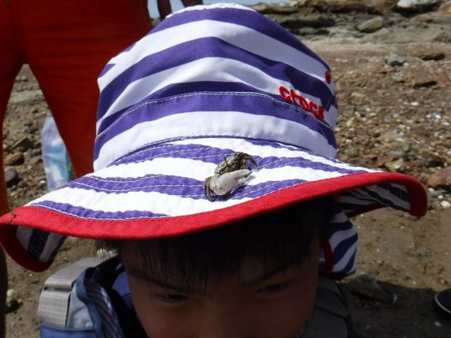 夏の間に現れる国の天然記念物「ハクセンシオマネキ」_アンプラグド