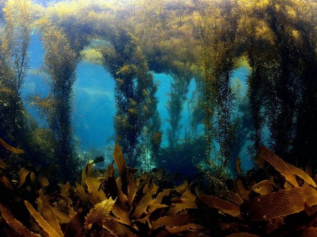 湘南DIVE.com