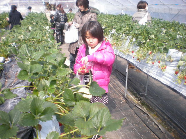 いちご狩り
甘い甘いいちごです。
1月から5月初旬まで。いちごショートケーキづくりもできるよ。_NPO大紀町日本一のふるさと村