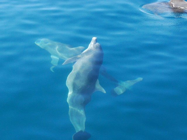透明な海で海面を泳ぐかわいいイルカです。漁船の音に慣れており近くで見れます。_イルカウォッチング受付予約センター