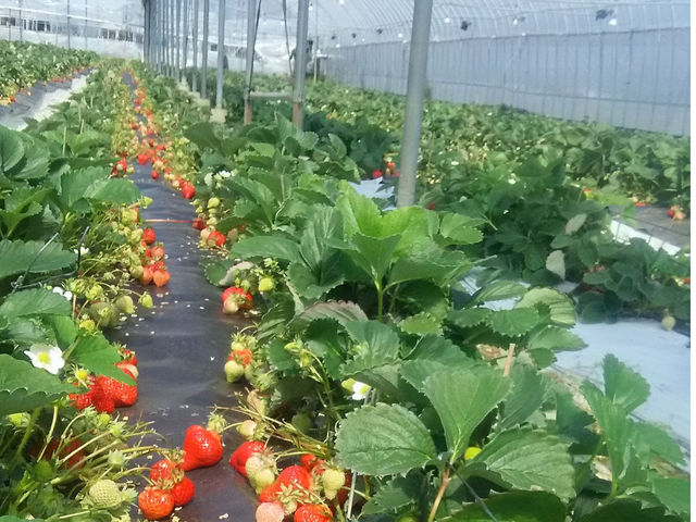 農産物直売所広川くだもの村