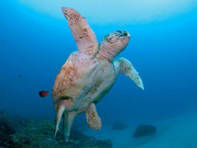 屋久島は北太平洋最大のアカウミガメの産卵地。5-7月の時期は毎晩、卵を産むためにメスが上陸します。_屋久島自然案内