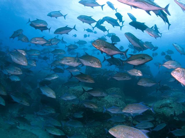 永田のカスミアジの群れ
黒潮がダイレクトに当たる屋久島の海はこうした回遊魚がよく見られます。_屋久島自然案内