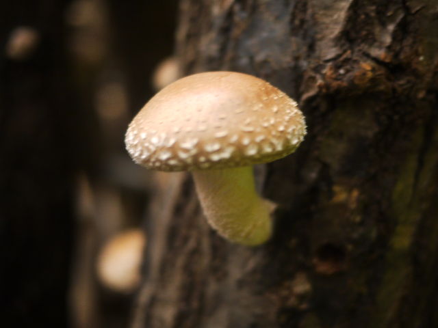 涼、憩いの里 峯自然園(バーベキュー場・椎茸屋)