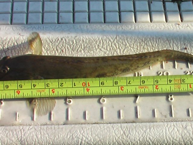 夏から12月まで屋形船でハゼ釣りができます(貸切船・乗合船)_屋形船山田屋