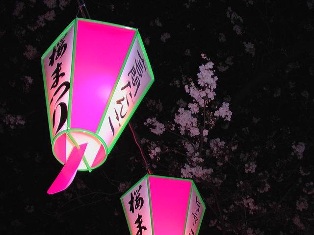 お花見の時期は隅田川(墨堤)の夜桜・提灯が美しい_屋形船山田屋