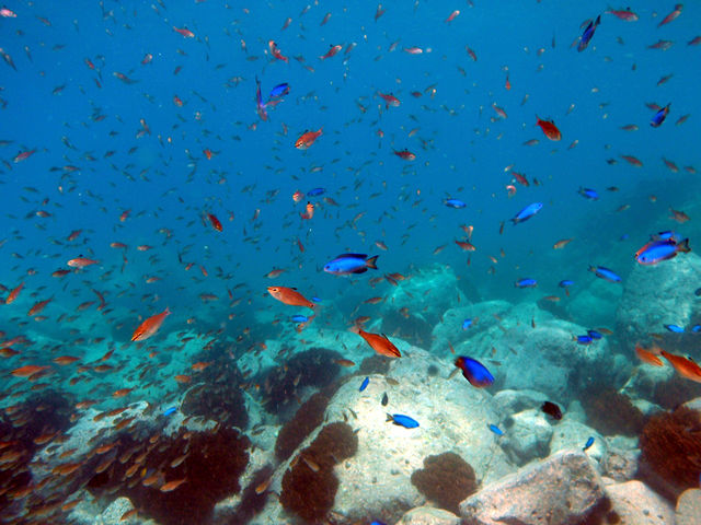 天草でカラフルなお魚がお出迎えです_バウラインスクーバ