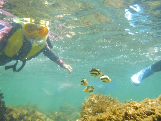 こんな間近で魚を見れます!_エコサーファー