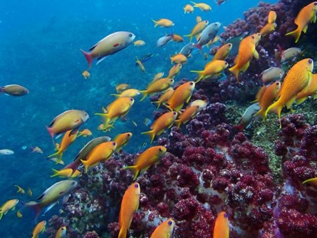 海の中はお魚でいっぱいです。_デュークダイビングサービス