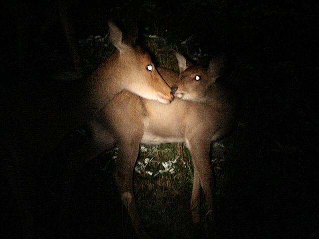 エゾシカの親子。初夏にはエゾシカ親子の仲睦まじい姿を見られるかもしれません。_シンラ(SHINRA)