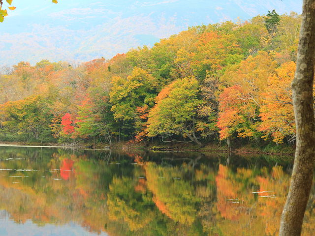 知床五湖4湖からの景色。9月下旬〜10月上旬は木々が鮮やかに色づきます。紅葉した木々の下を歩く散策はとても心地良いですよ。_シンラ(SHINRA)
