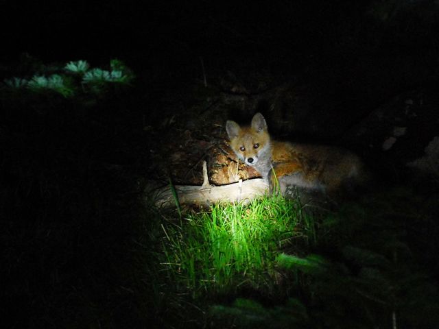 ナイトサファリでは、野生動物の狩りをする姿を見られるかも。人工的な明かりが全くない知床の夜を楽しみましょう。_シンラ(SHINRA)