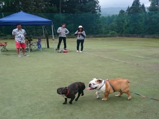 自由に走り回ってください♪_ステラフェリス本館 ドッグラン