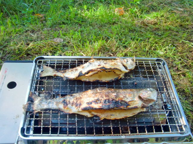 【富良野・渓流フィッシング】ニジマス、アメマスが釣れた場合はその場で塩焼きに♪ 自分で釣った魚の味はなんとも言えない美味しさですよ。_ガイドラインアウトドアクラブ