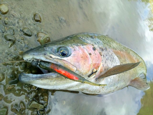 【富良野・渓流ルアーフィッシング】釣れる魚はニジマス・アメマス・ウグイなど。釣れた魚はリリースとなります。_ガイドラインアウトドアクラブ