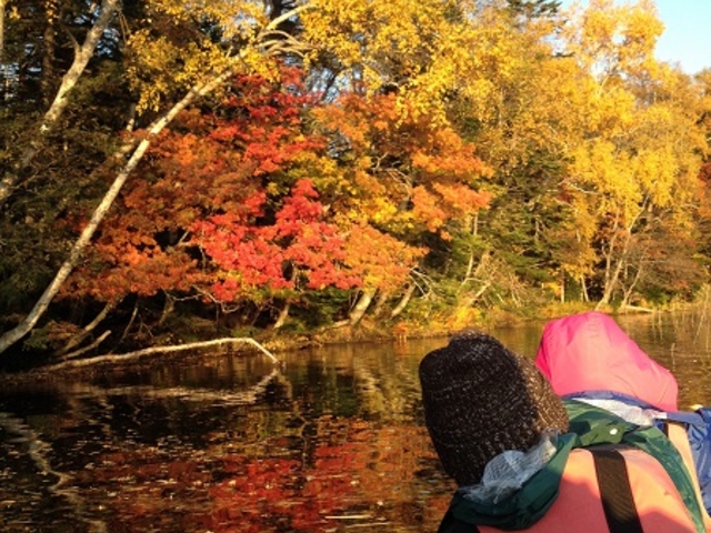 10月
阿寒の紅葉見ごろは10日から15日頃。広葉樹の多い阿寒湖岸は紅葉狩りのベストポジション。_阿寒ネイチャーセンター